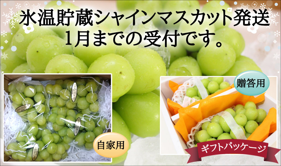 氷温貯蔵シャインマスカット発送１月までの受付