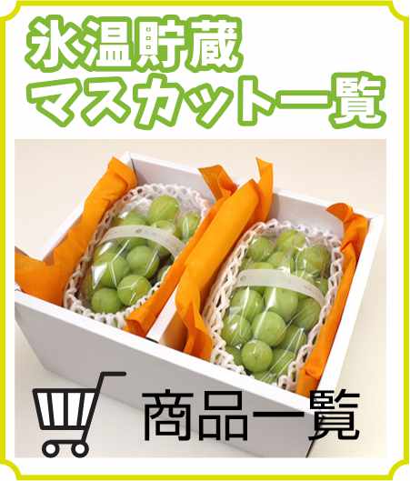 氷温貯蔵シャインマスカット家庭用・訳あり2kg | 信州中野シャイン