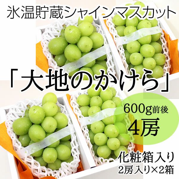 3冷蔵貯蔵　シャインマスカット　粒1kg（2パック） 氷温貯蔵シャインマスカット大地のかけら4房 | 信州中野シャイン