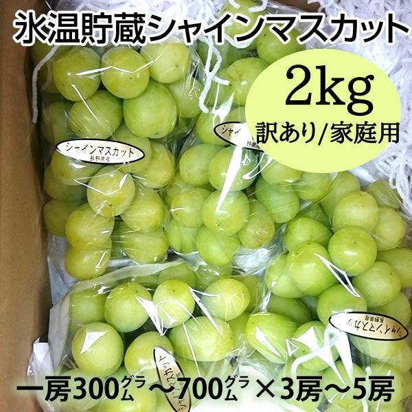 シャインマスカット訳あり品✕3箱 楽天市場】【ふるさと納税】年間ランキング受賞!【2026年発送】 _ 訳